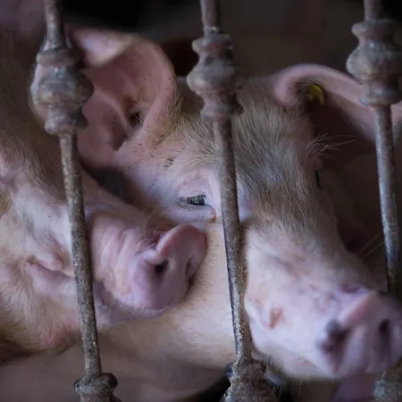 Il Dosso בית חווה *