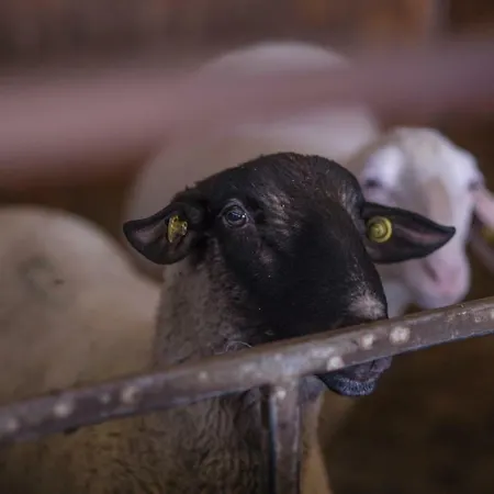 Il Dosso * קודיגורו